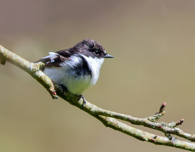Pied Flycatcher (Ficedula hypoleuca)
