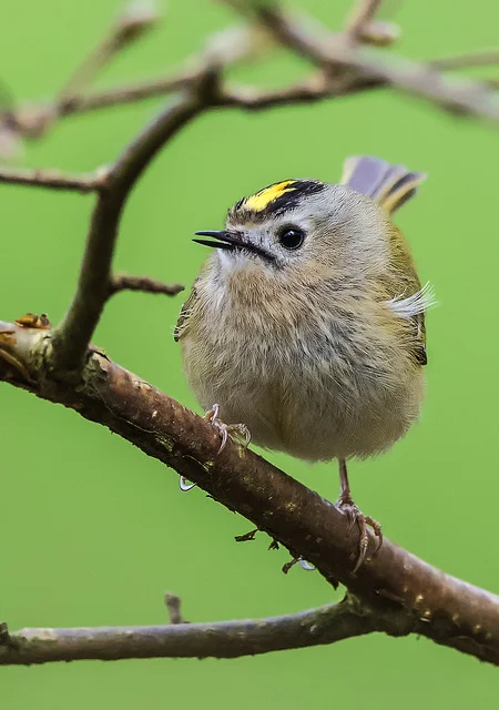 Goldcrest (Regulus regulus)