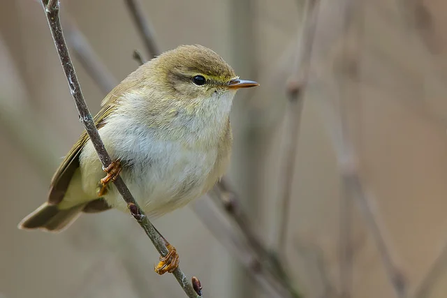 Willow Warbler (Phylloscopus trochilus)