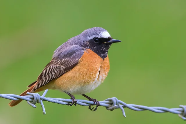 Common Redstart (Phoenicurus phoenicurus)
