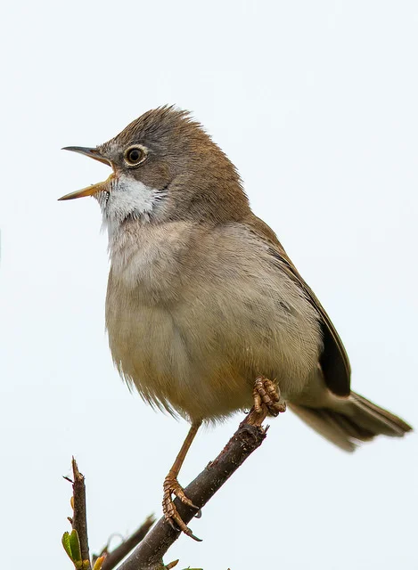 Whitethroat (Sylvia communis)