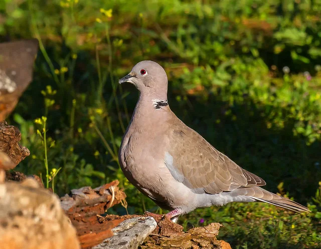 Collared Dove (Streptopelia decaocto)