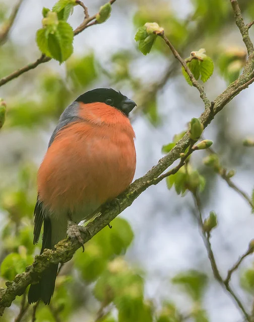 Bullfinch (Pyrrhula pyrrhula)