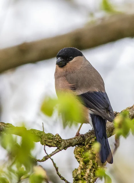 Bullfinch (Pyrrhula pyrrhula)