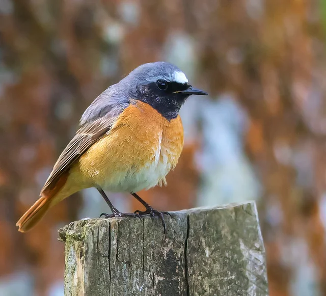 Common Redstart (Phoenicurus phoenicurus)