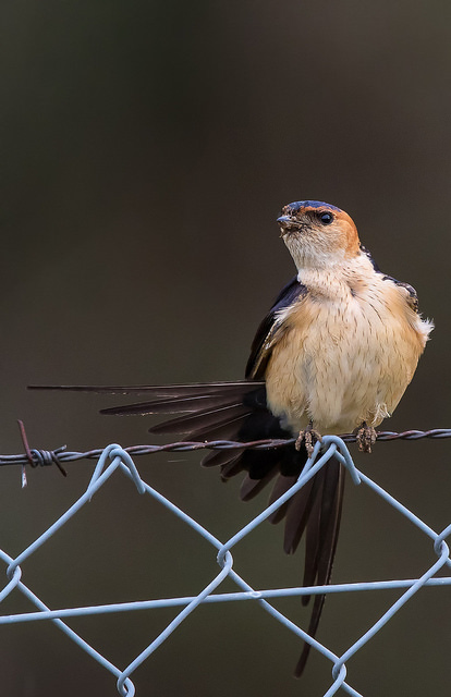 Red-rumped Swallow (Cecropis daurica)