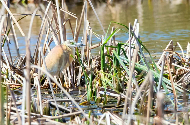 Squacco Heron (Ardeola ralloides)
