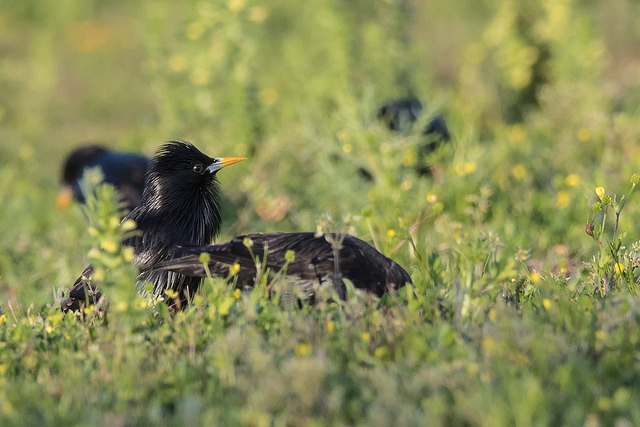 Spotless Starling (Sturnus unicolor)
