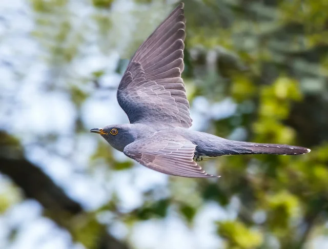 Cuckoo (Cuculus canorus)