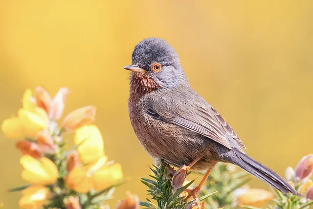 Dartfor Warbler (Sylvia undata)