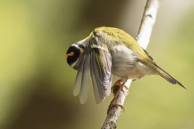 Firecrest (Regulus ignicapillus)
