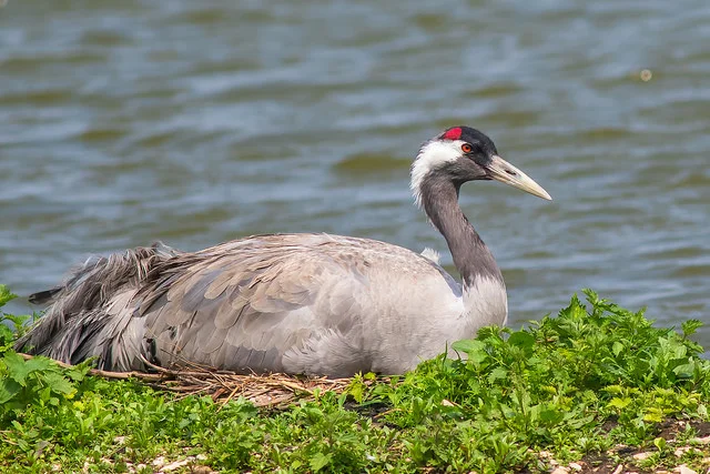Common Crane (Grus grus)