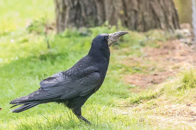 Rook (Corvus frugilegus)