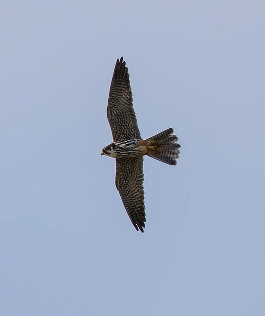 Hobby (Falco subbuteo)