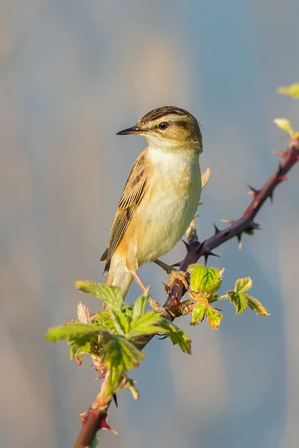 Sedge Warbler (Acrocephalus schoenobaenus)