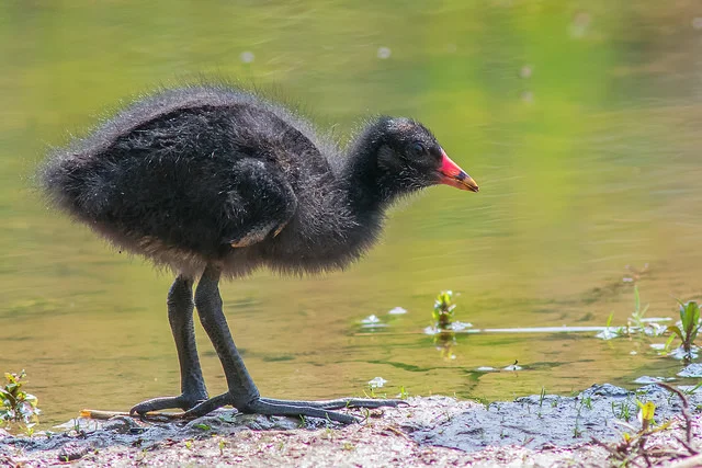 Moorhen (Gallinula chloropus)