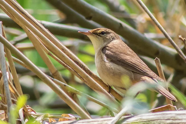 Cetti's Warbler (Cettia cetti)