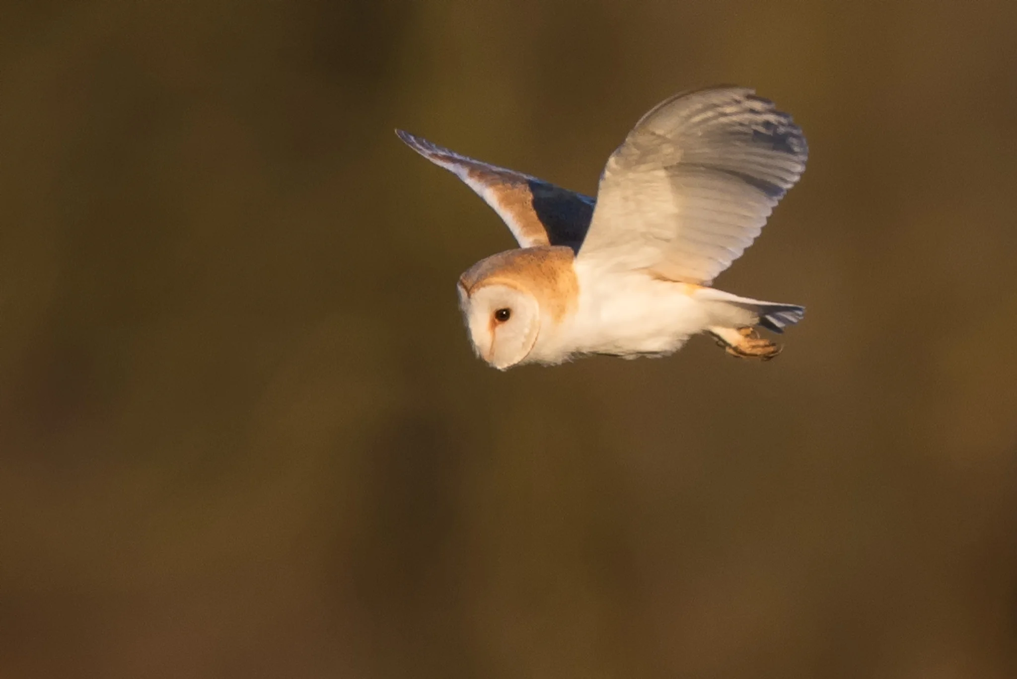 Barn Owl (Tyto alba)