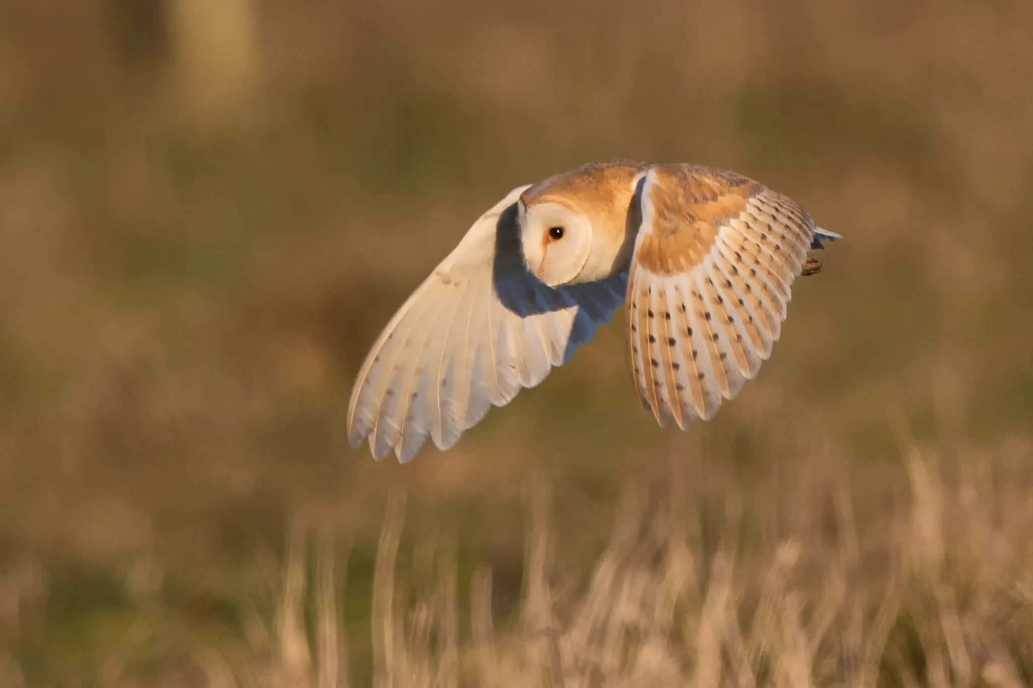 Barn Owl (Tyto alba)