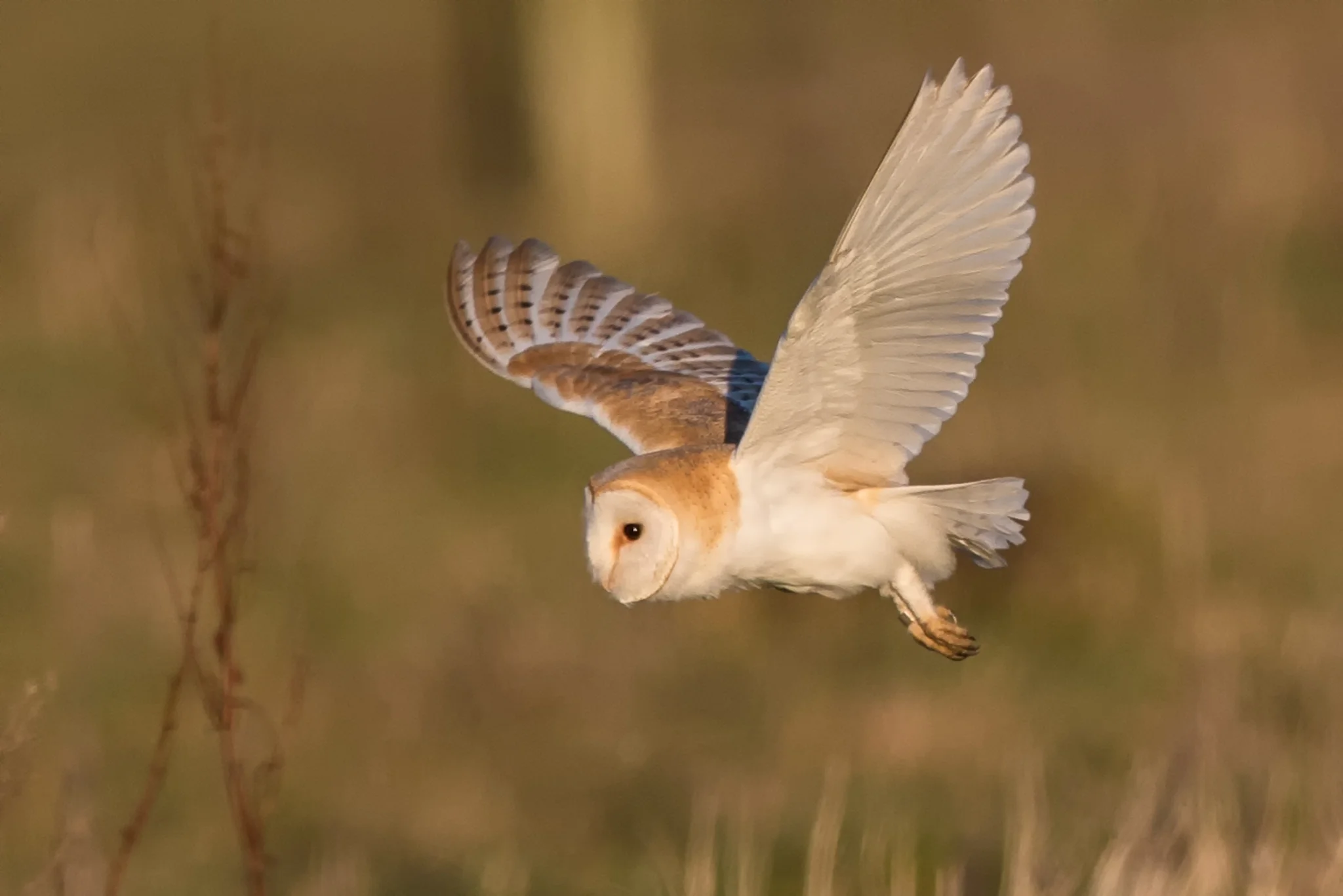 Barn Owl (Tyto alba)