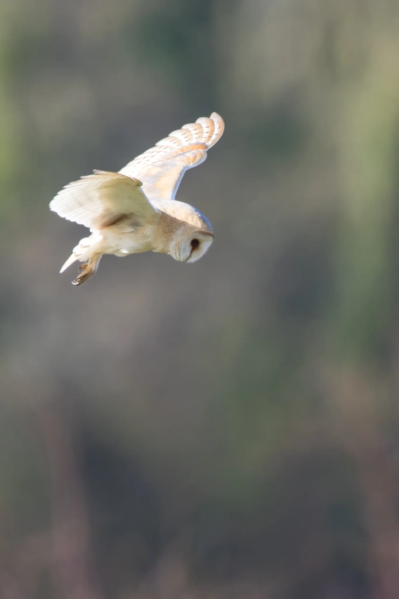 Barn Owl (Tyto alba)