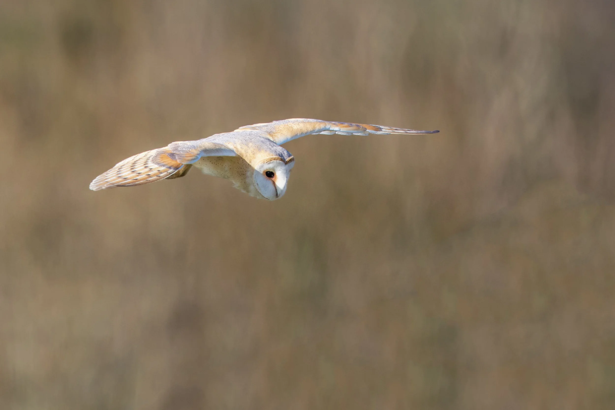 Barn Owl (Tyto alba)