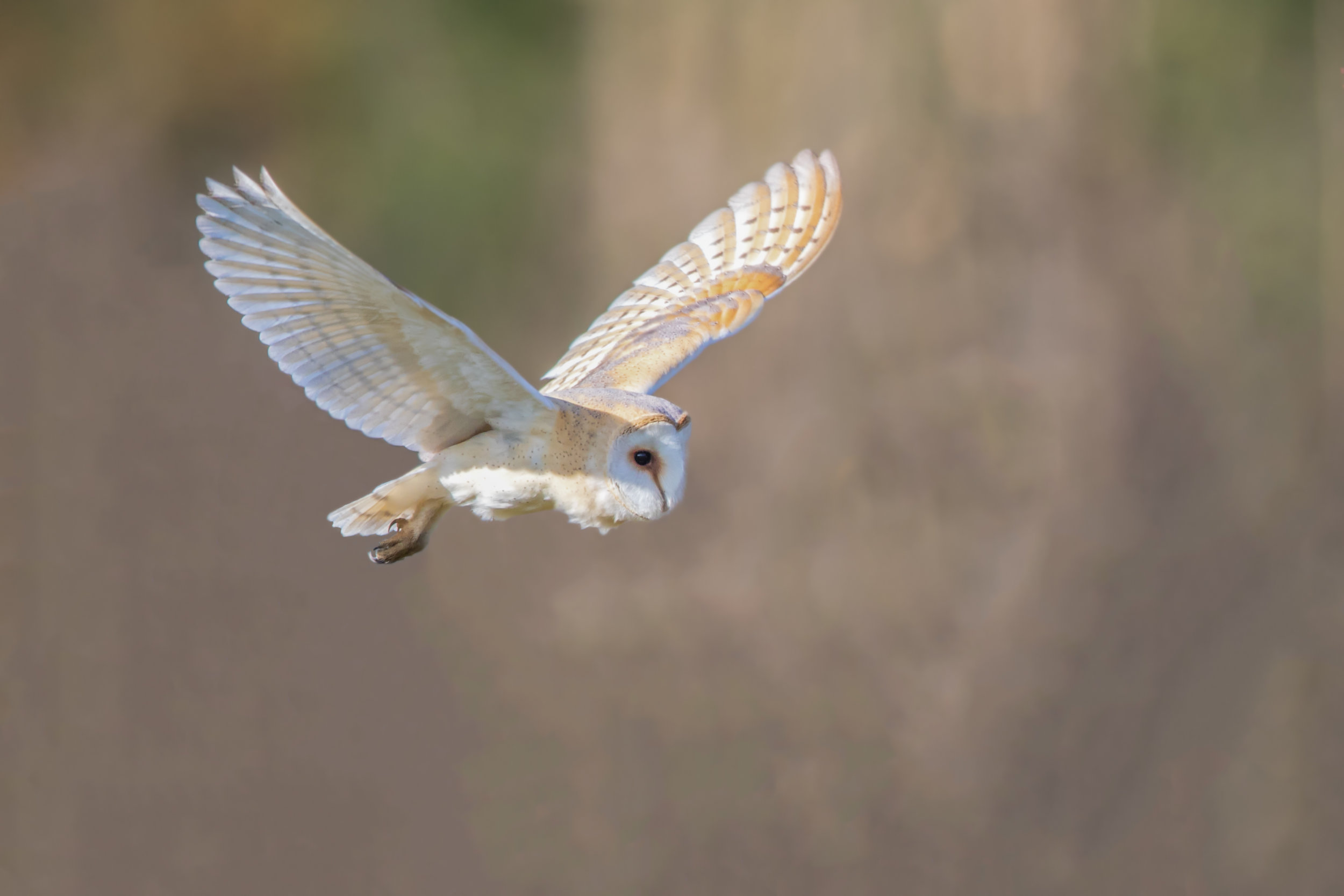 Barn Owl (Tyto alba)