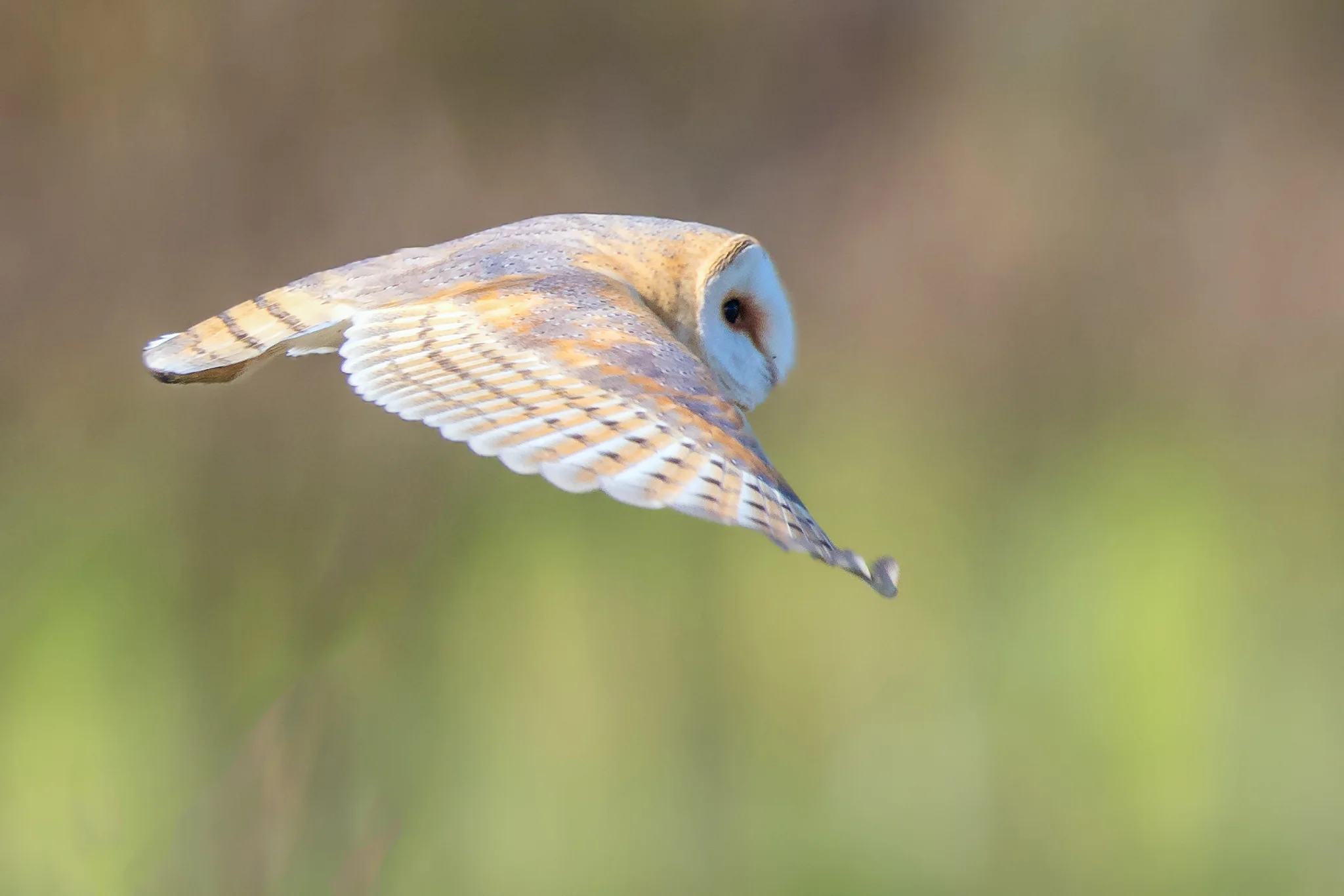 Barn Owl (Tyto alba)