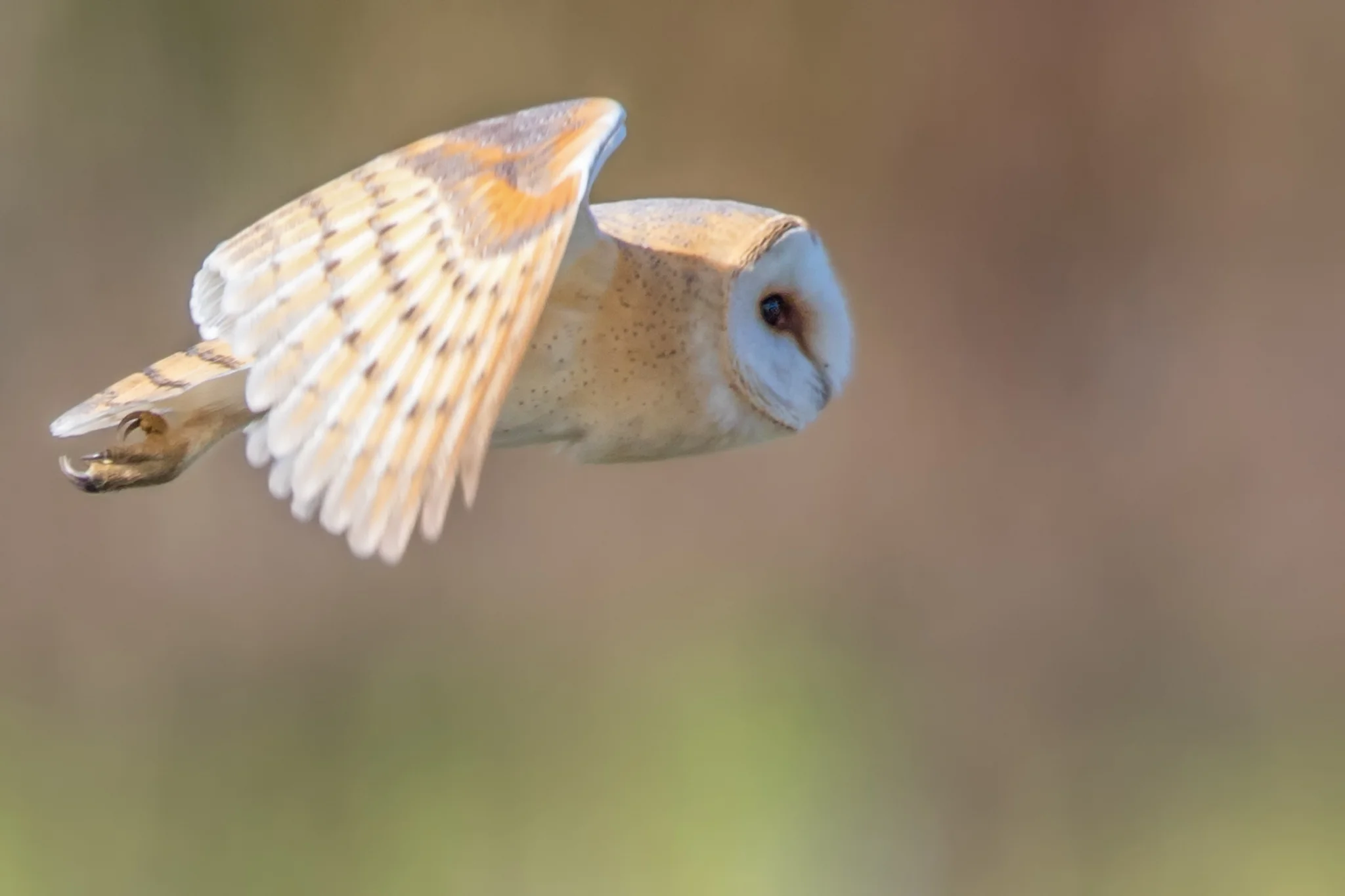 Barn Owl (Tyto alba)