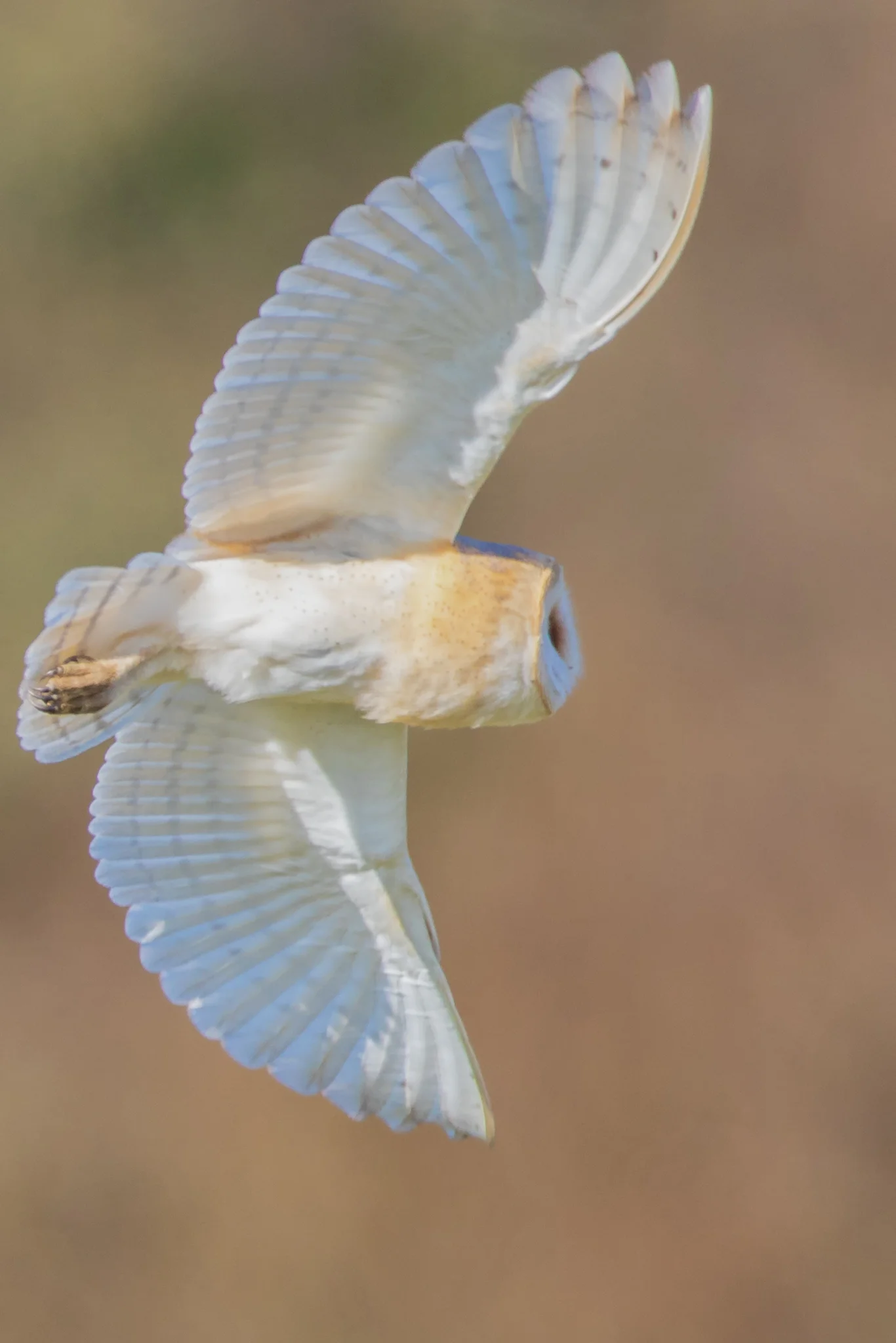 Barn Owl (Tyto alba)