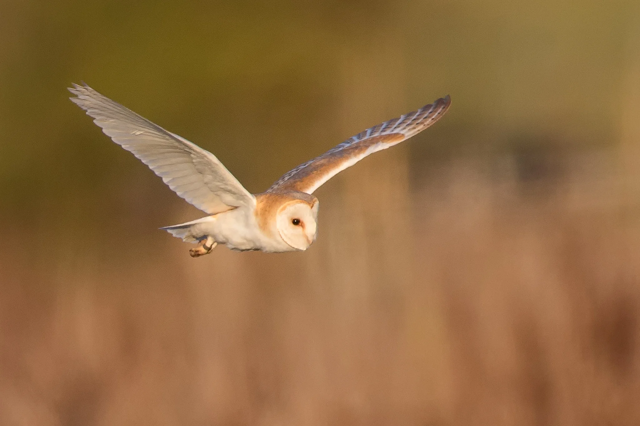 Barn Owl (Tyto alba)