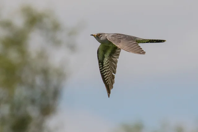 Cuckoo (Cuculus canorus)