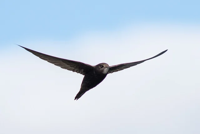 Swift (Apus apus)