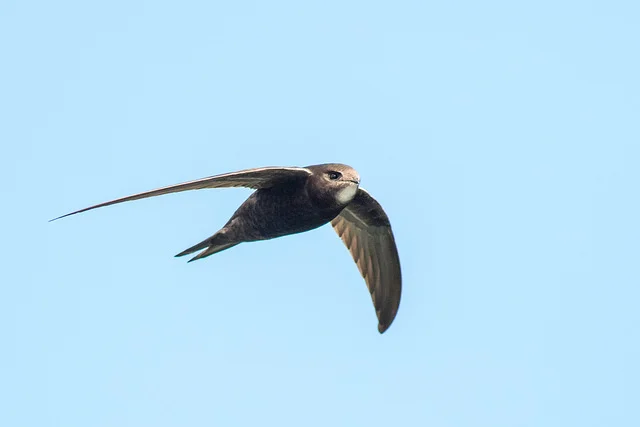 Swift (Apus apus)