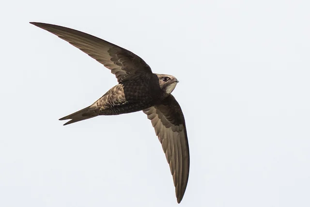 Swift (Apus apus)