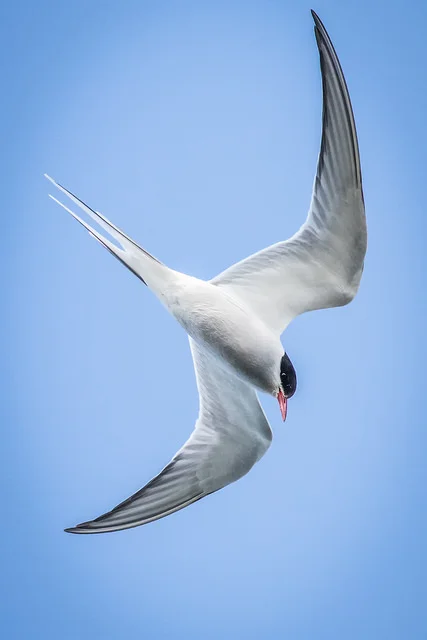 Arctic Tern (Sterna paradisaea)