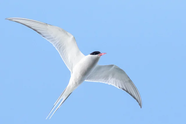 Arctic Tern (Sterna paradisaea)