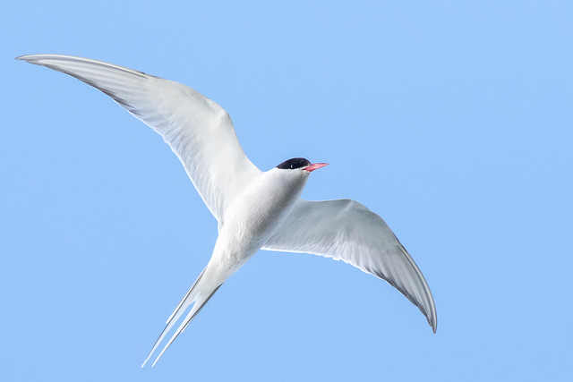 Arctic Tern (Sterna paradisaea)