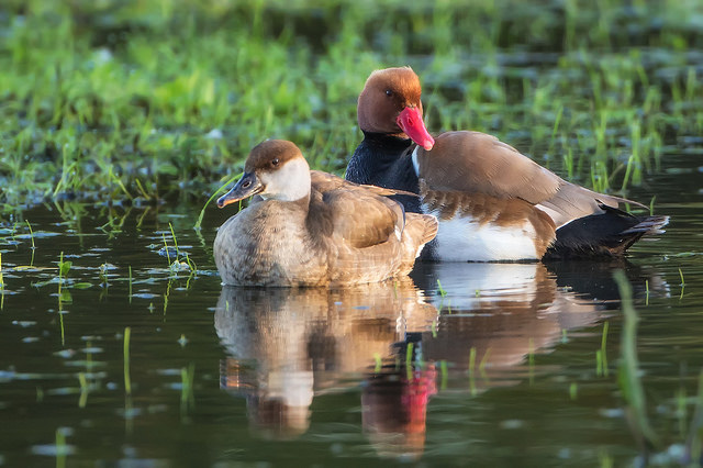 Red-crested Pochard (Netta rufina)