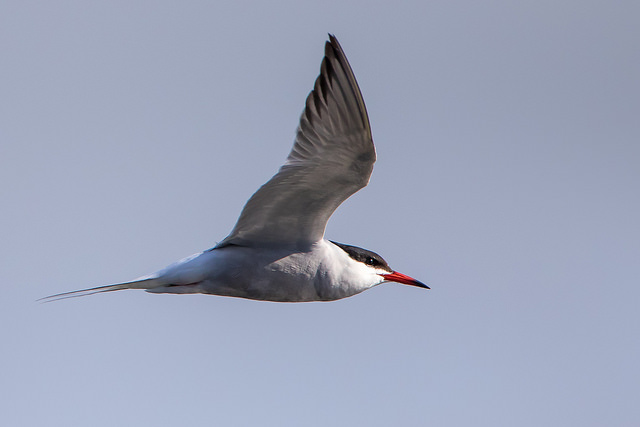 Common Tern (Sterna hirundo)