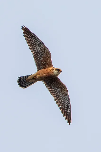 Red Footed Falcon (Falco vespertinus)