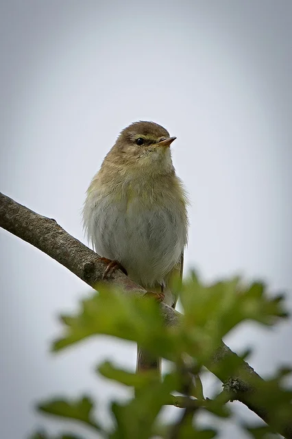 Willow Warbler (Phylloscopus trochilus)
