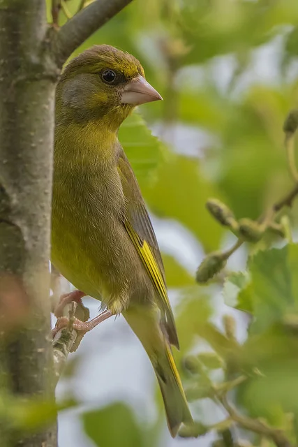Greenfinch (Chloris chloris)