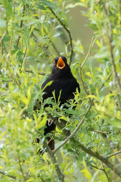 Blackbird (Turdus merula)