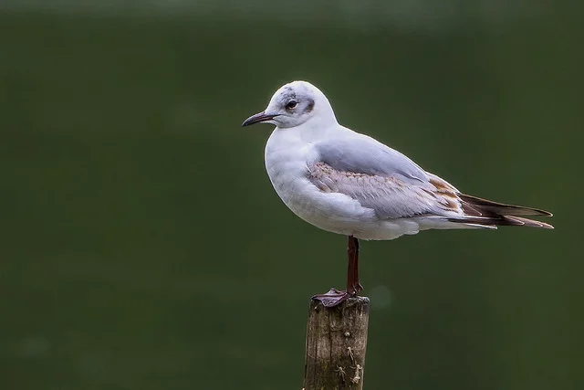 Black-headed Gull (Larus ridibundus)