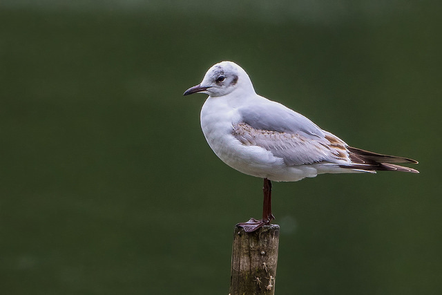 Black-headed Gull (Larus ridibundus)