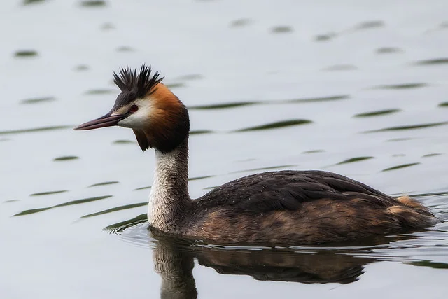 Great Created Grebe (Podiceps cristatus)