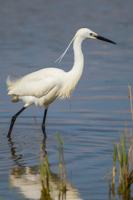 Little Egret (Egretta garzetta)