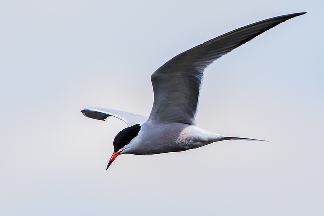 Common Tern (Sterna hirundo)