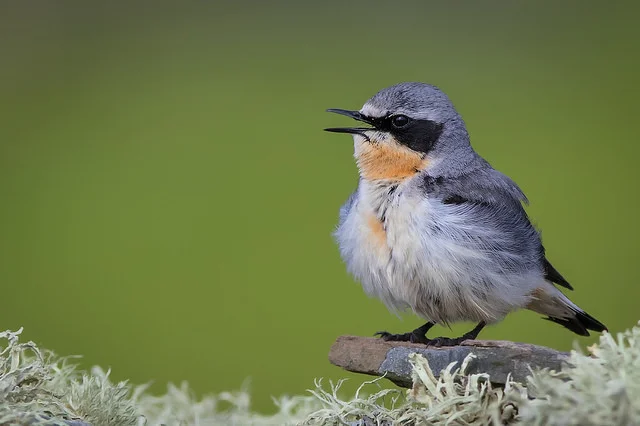 Wheatear (Oenanthe oenanthe)